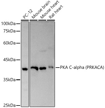 PKA C-alpha (PRKACA) Rabbit Polyclonal Antibody