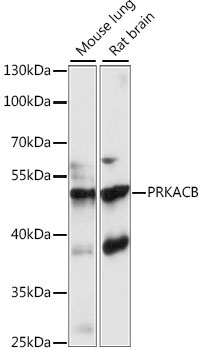 PKA C-beta (PRKACB) Rabbit Polyclonal Antibody