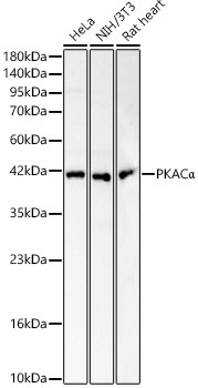 PKACAlpha Rabbit Polyclonal Antibody