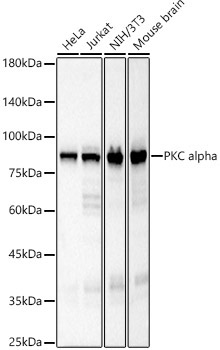 PKC alpha Rabbit Monoclonal Antibody
