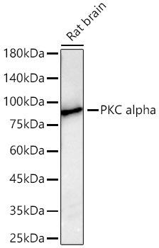 PKC alpha Rabbit Monoclonal Antibody - Image 2
