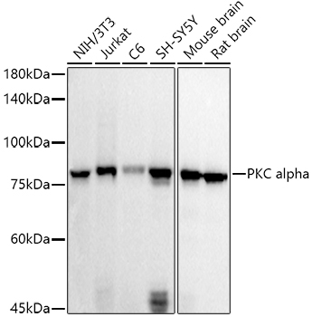 PKC alpha Rabbit Polyclonal Antibody