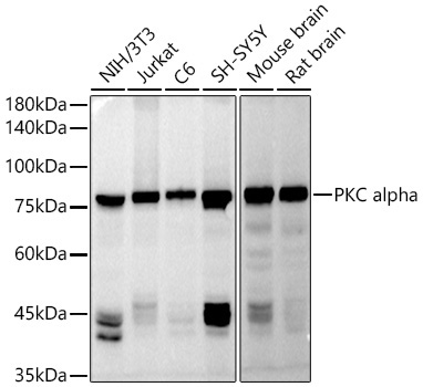 PKC alpha Rabbit Polyclonal Antibody