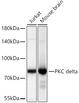 PKC delta Rabbit Monoclonal Antibody