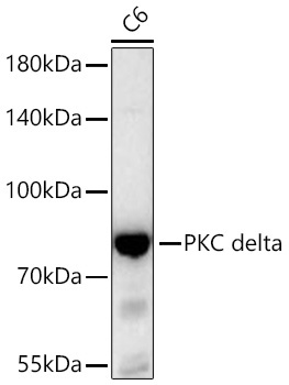 PKC delta Rabbit Monoclonal Antibody - Image 2