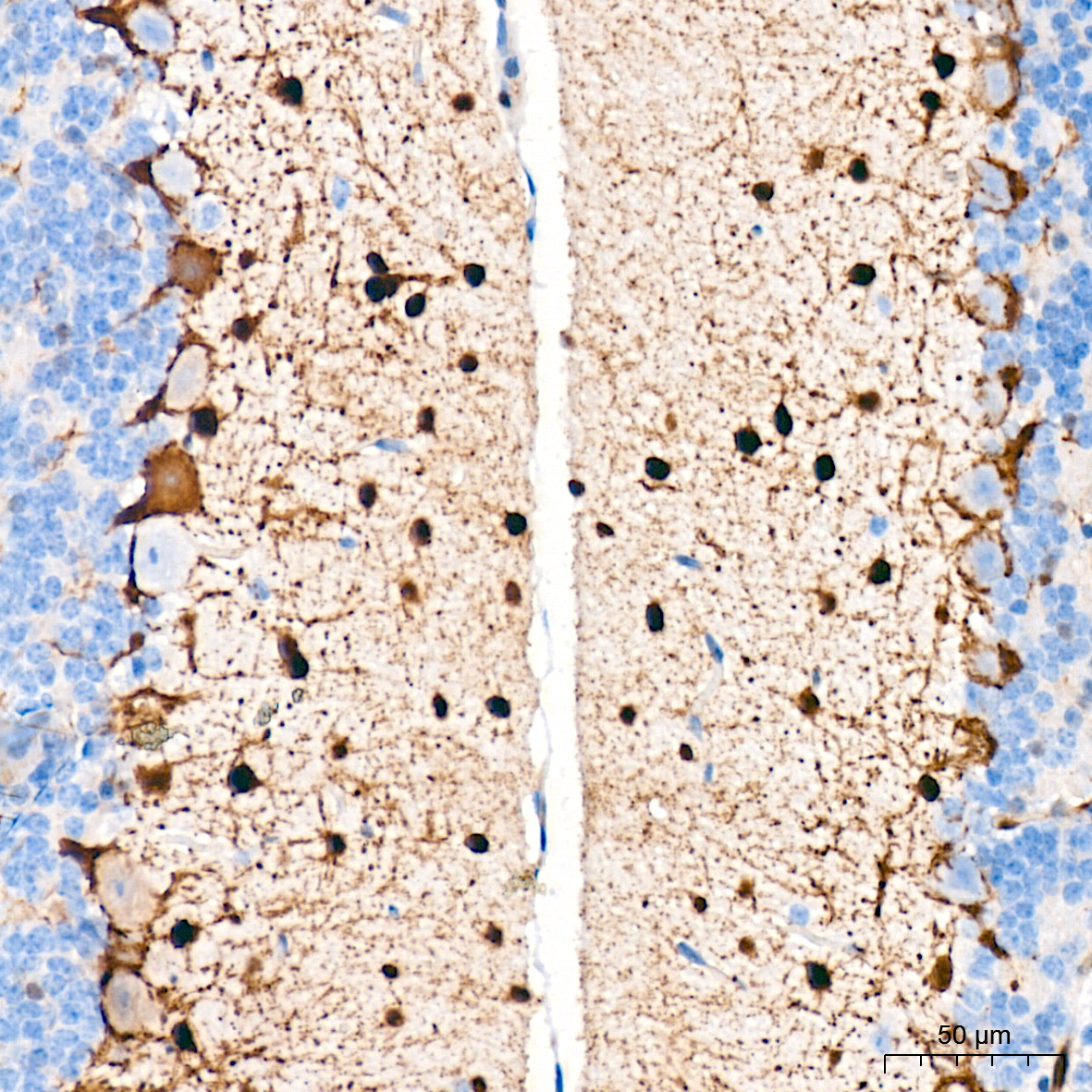 PKC delta Rabbit Monoclonal Antibody - Image 6