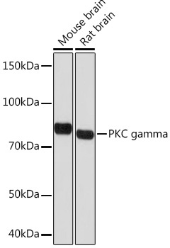 PKC gamma Rabbit Monoclonal Antibody