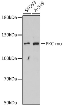 PKC mu Rabbit Polyclonal Antibody