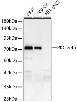 PKC zeta Rabbit Monoclonal Antibody