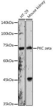 PKC zeta Rabbit Polyclonal Antibody