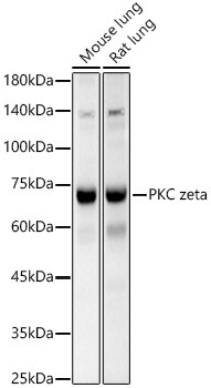 PKC zeta Rabbit Polyclonal Antibody