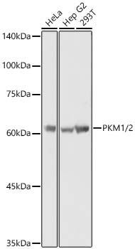 PKM1/2 Rabbit Polyclonal Antibody