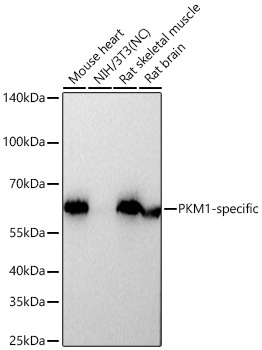 PKM1-specific Rabbit Monoclonal Antibody