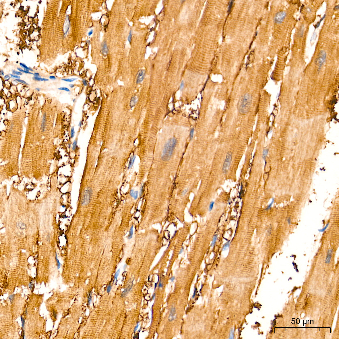 PKM1-specific Rabbit Monoclonal Antibody - Image 3