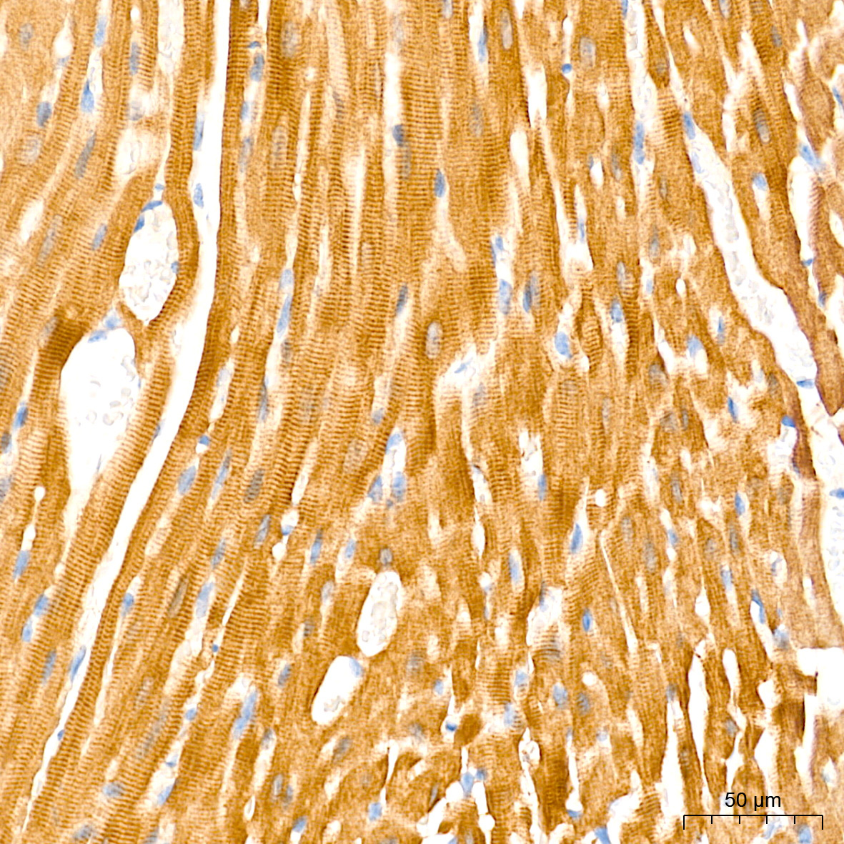 PKM1-specific Rabbit Monoclonal Antibody - Image 4