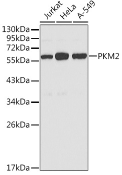 PKM2 Rabbit Polyclonal Antibody
