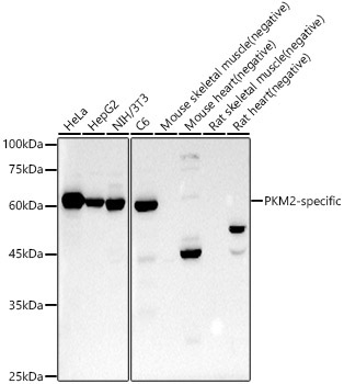 PKM2-specific Rabbit Monoclonal Antibody