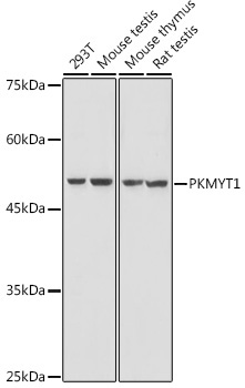 PKMYT1 Rabbit Polyclonal Antibody