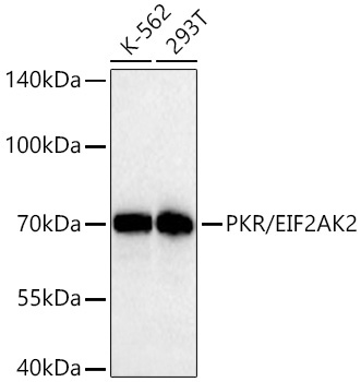 PKR/EIF2AK2 Rabbit Monoclonal Antibody