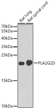 PLA2G2D Rabbit Polyclonal Antibody