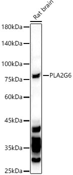 PLA2G6 Rabbit Polyclonal Antibody