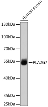 PLA2G7 Rabbit Polyclonal Antibody