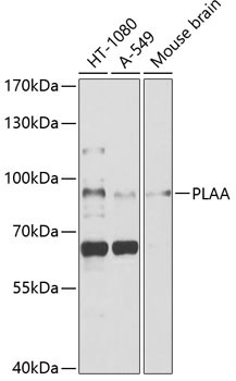 PLAA Rabbit Polyclonal Antibody