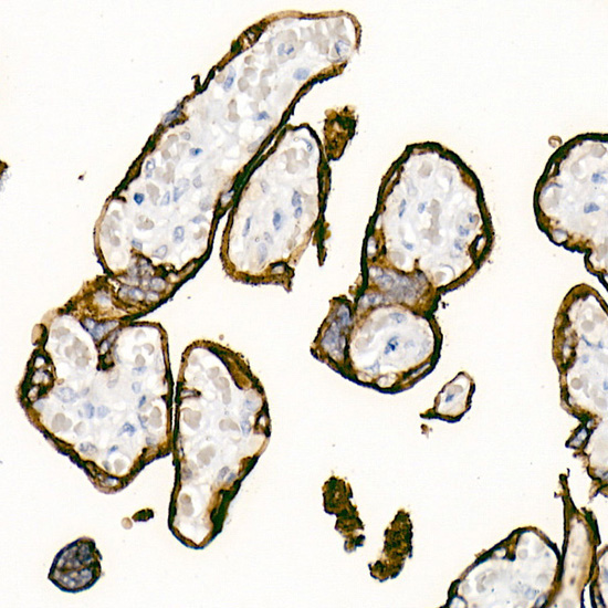 Placental alkaline phosphatase (PLAP) Rabbit Monoclonal Antibody - Image 3