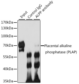 Placental alkaline phosphatase (PLAP) Rabbit Polyclonal Antibody - Image 2
