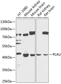 PLAU Rabbit Polyclonal Antibody