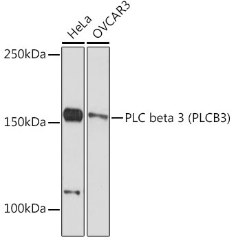 PLC beta 3 (PLCB3) Rabbit Monoclonal Antibody
