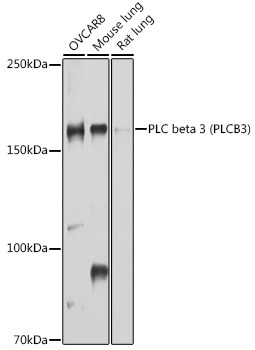 PLC beta 3 (PLCB3) Rabbit Polyclonal Antibody