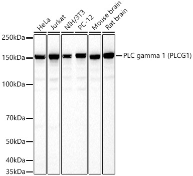 PLC gamma 1 (PLCG1) Rabbit Monoclonal Antibody