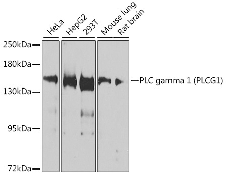 PLC gamma 1 (PLCG1) Rabbit Polyclonal Antibody