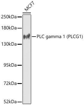 PLC gamma 1 (PLCG1) Rabbit Polyclonal Antibody - Image 2
