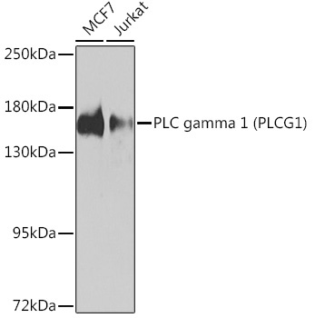 PLC gamma 1 (PLCG1) Rabbit Polyclonal Antibody - Image 2