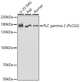 PLC gamma 2 (PLCG2) Rabbit Polyclonal Antibody