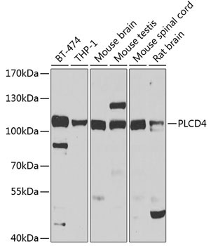 PLCD4 Rabbit Polyclonal Antibody