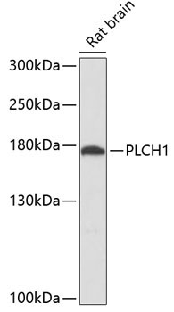 PLCH1 Rabbit Polyclonal Antibody