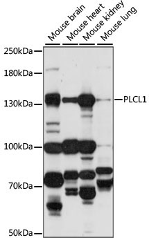 PLCL1 Rabbit Polyclonal Antibody