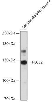 PLCL2 Rabbit Polyclonal Antibody