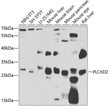 PLCXD2 Rabbit Polyclonal Antibody