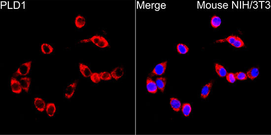 PLD1 Rabbit Polyclonal Antibody