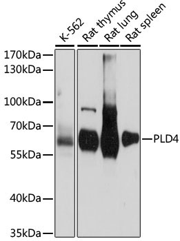 PLD4 Rabbit Polyclonal Antibody
