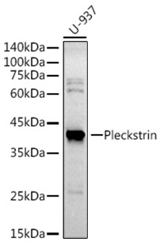 Pleckstrin Rabbit Monoclonal Antibody