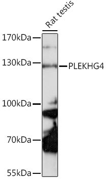 PLEKHG4 Rabbit Polyclonal Antibody