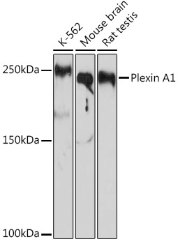 Plexin A1 Rabbit Monoclonal Antibody