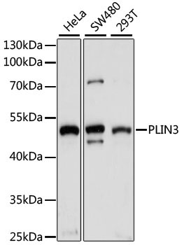 PLIN3 Rabbit Polyclonal Antibody
