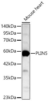 PLIN5 Rabbit Polyclonal Antibody