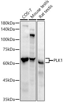 PLK1 Rabbit Monoclonal Antibody - Image 2